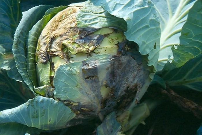 Cabbage diseases and fighting with them. Advice