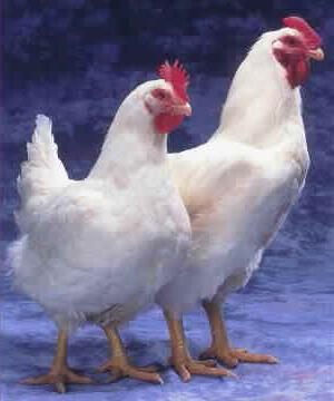 How and what to feed broiler chickens