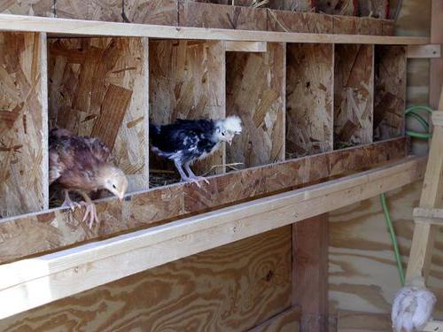Chicken coop installation on the site