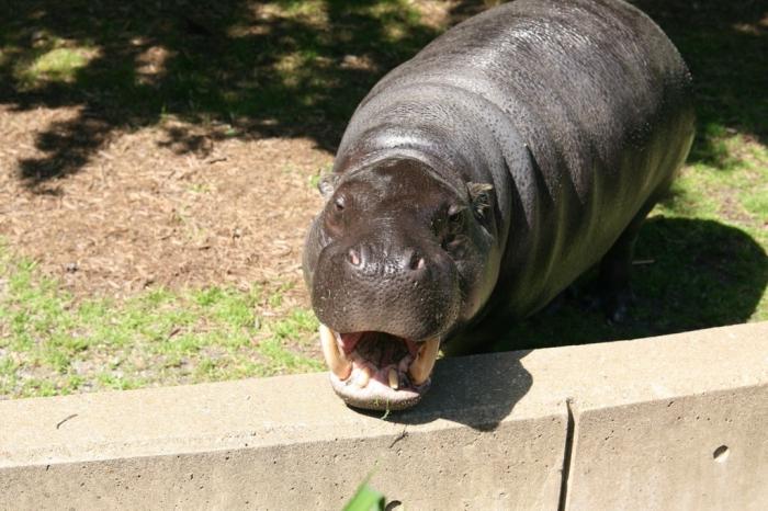 Meet - a pygmy hippopotamus!