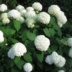 Hortensia in Siberia: planting and caring for an ornamental plant