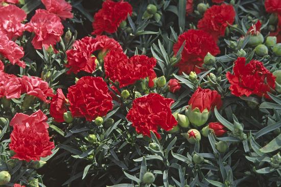 Carnation turkish: growing out of seeds is easy!