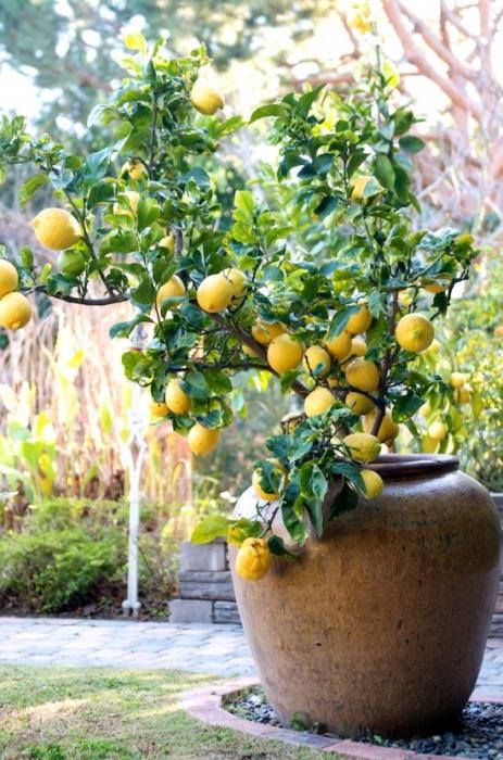 How to grow a lemon at home and get a harvest