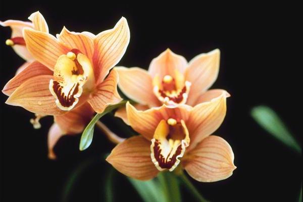 fertilizer for orchids