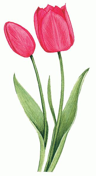when to plant a tulip