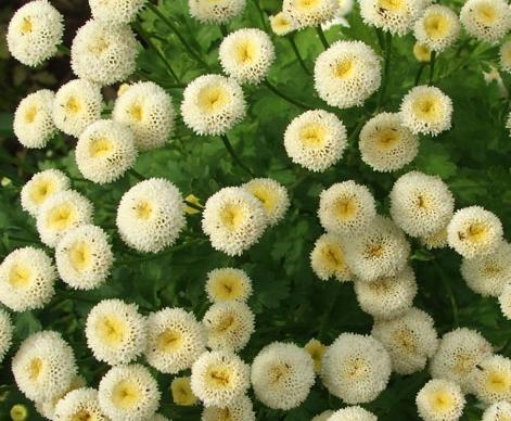 Cultivate pyrethrum - planting and care will not burden!