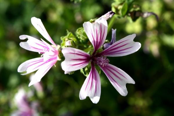 mallow planting and care