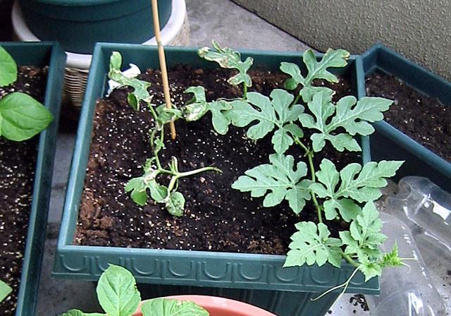 Nuances of growing berries: when planting watermelons