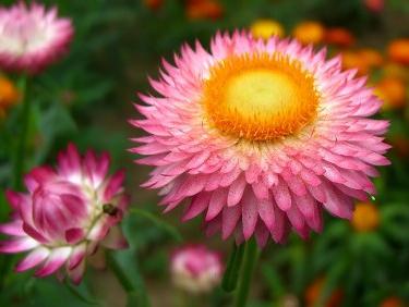 Autumn flowers helichrysum: growing from seeds