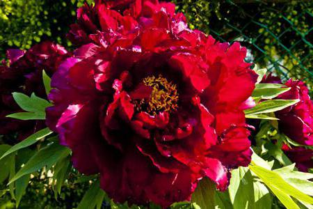 Peony Red Magic is the best choice for your garden