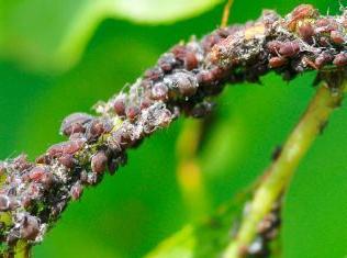 how to deal with aphids on the plum
