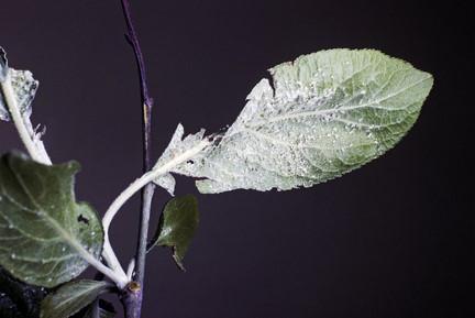 Useful information: how to deal with aphids on the plum