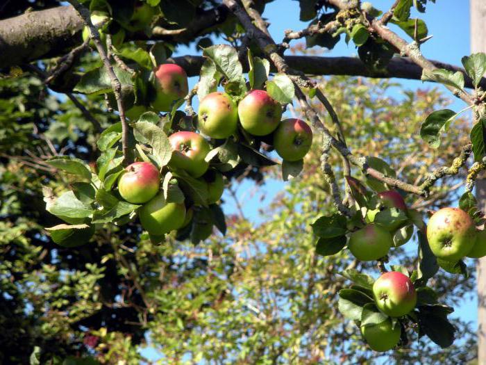 Silver hoof (apple tree): description, photo