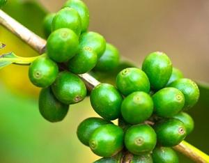 To drink or not to drink: positive and negative reviews about coffee green