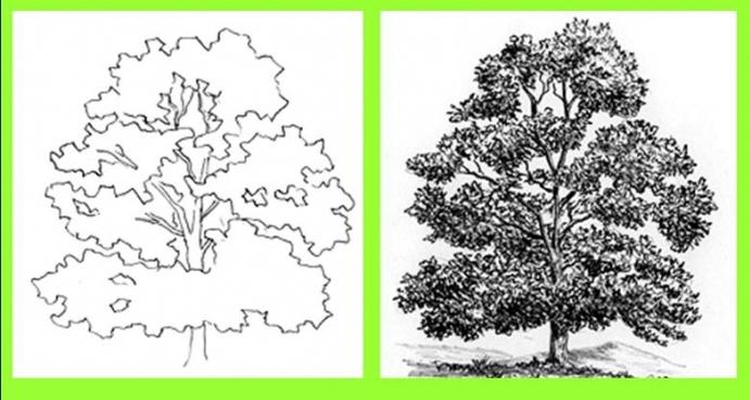 How to draw a tree: master classes for every taste