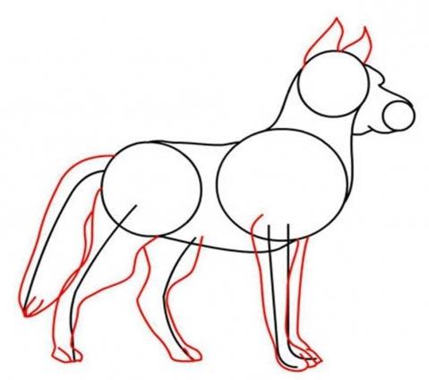 how to draw a wolf in stages
