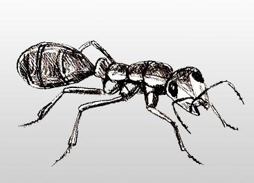 how to draw an ant in pencil step by step 