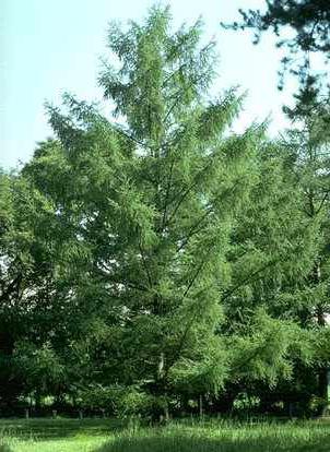 Larch is a deciduous or coniferous tree