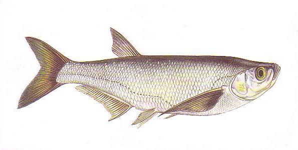 A small freshwater fish of the carp family: every fisherman wants to know ...