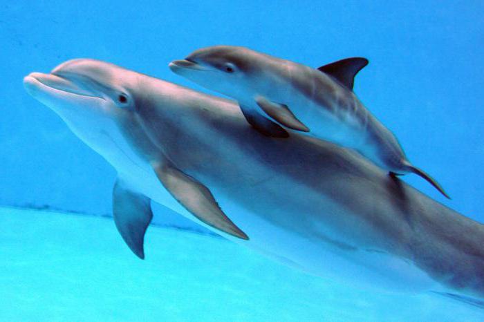 About how many dolphins live, and other interesting facts about these animals