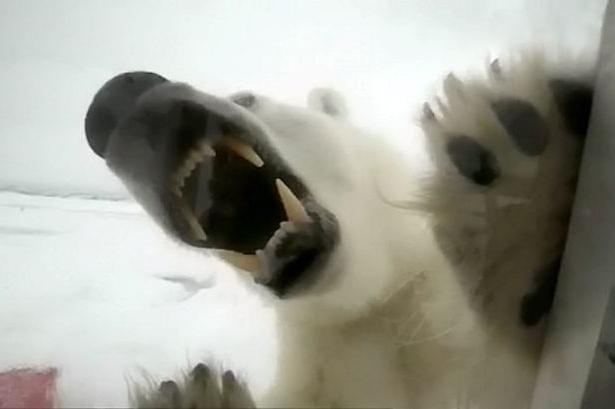 The polar bear is the younger brother of the brown bear