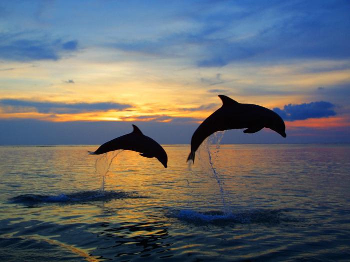 interesting facts from the life of dolphins 