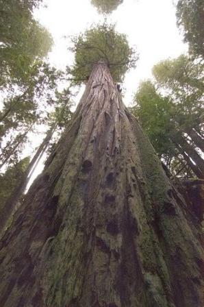 The tallest tree in the world is the giant Hyperion