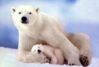 Snowy land where polar bears are found
