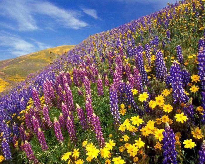 Surprising virgin nature Valley of flowers. Indian National Park giving positive emotions