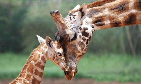 The language of the giraffe and other features of the world's tallest mammal