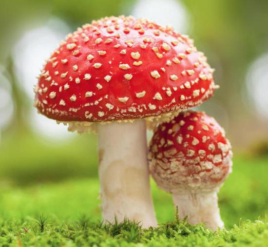 description of red mushroom