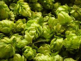 Phytotherapy: use of hop cones