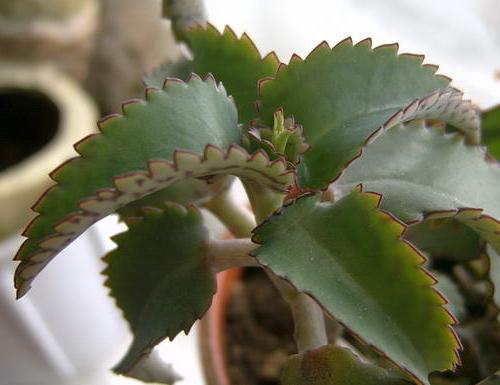 Kalanchoe: medicinal qualities and application of culture
