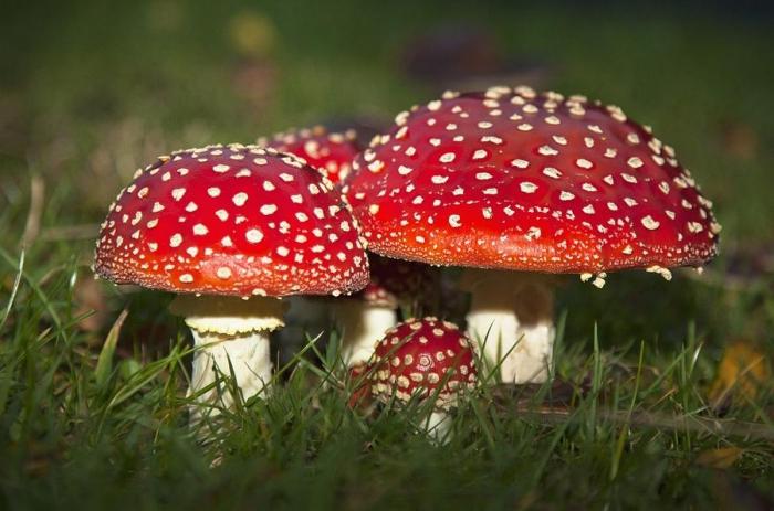 Amanita muscaria is red. Therapeutic properties of the fungus