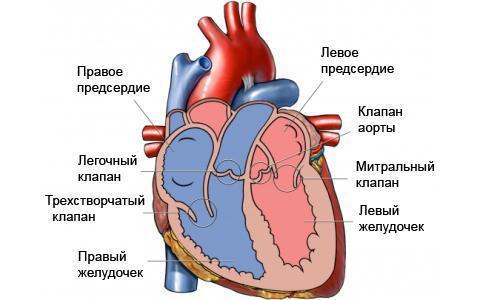 Structure and topography of the heart. Boundaries of the heart. Anatomy