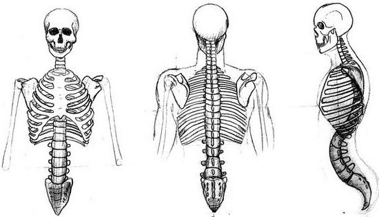 Structure and functions of the human skeleton. Structure of the skeleton
